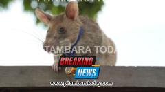 Cambodia unveils statue to honour famous landmine-sniffing rat