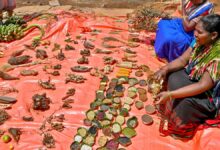 From hills to markets: Indigenous seeds make a comeback in Andhra Pradesh