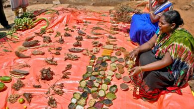 From hills to markets: Indigenous seeds make a comeback in Andhra Pradesh