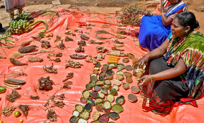 From hills to markets: Indigenous seeds make a comeback in Andhra Pradesh