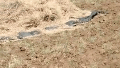 बारिश में बर्बाद हुई चने की फसल:महिला किसान ने कलेक्टर से की 10 बोरी प्रति बीघा मुआवजे की मांग