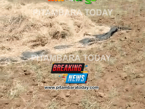 बारिश में बर्बाद हुई चने की फसल:महिला किसान ने कलेक्टर से की 10 बोरी प्रति बीघा मुआवजे की मांग