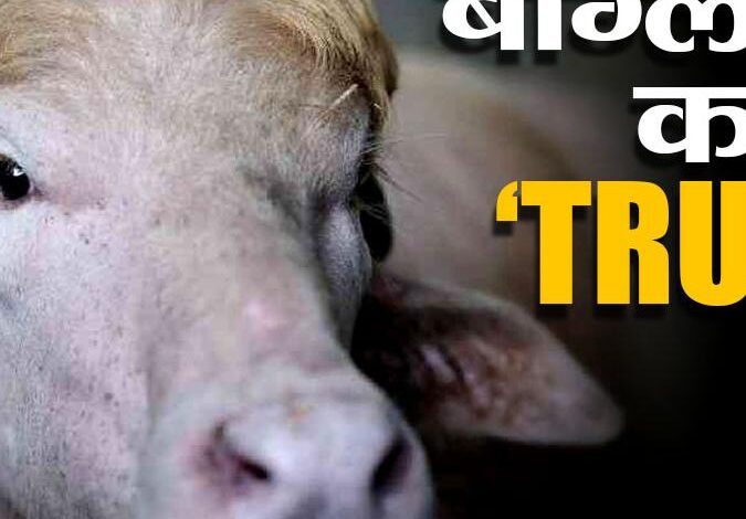 नाम डोनाल्ड ट्रंप, सुनहरी जुल्फें और 700 किलो का वजन! बकरीद से पहले बांग्लादेश में चर्चा में आया भैंसा