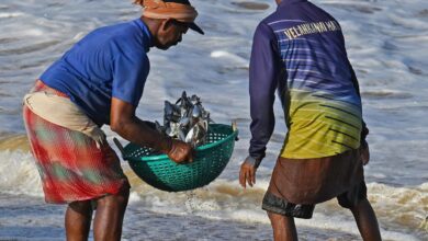 Signals from the sea: why sardines, jellyfish are washing ashore