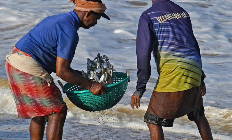 Signals from the sea: why sardines, jellyfish are washing ashore