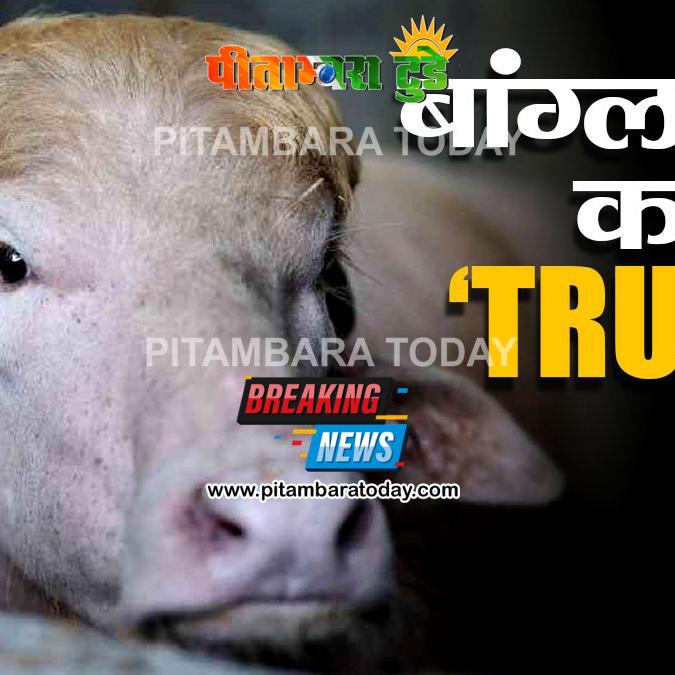 नाम डोनाल्ड ट्रंप, सुनहरी जुल्फें और 700 किलो का वजन! बकरीद से पहले बांग्लादेश में चर्चा में आया भैंसा